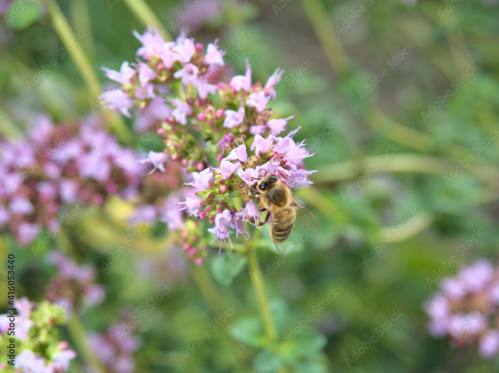 Bee sitting on a flower in summer with soft green background Bee sitting on a flower in summer with soft green background