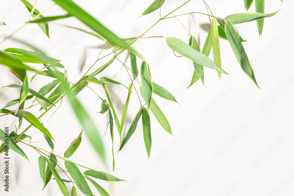 bamboo Phyllostachys bissetii, in Japanese an white background bamboo Phyllostachys bissetii, in Japanese an white background