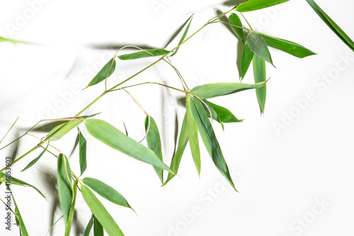 bamboo Phyllostachys bissetii, in Japanese an white background