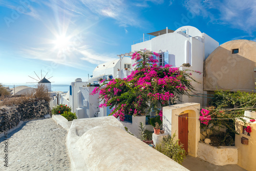 Fototapeta Naklejka Na Ścianę i Meble -  Famous Oia street with blooming flowers in the summer, Santorini, Greece