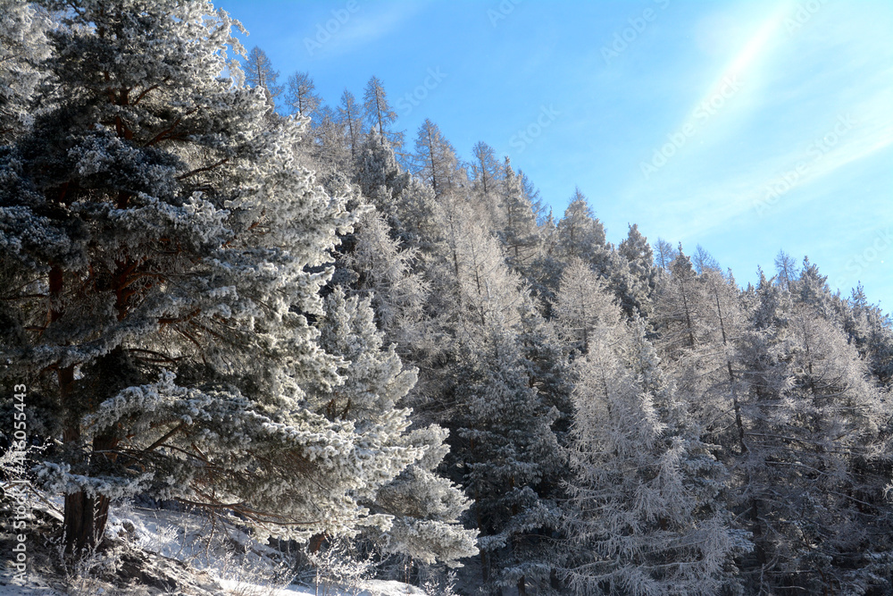 Snow-capped pine and conifer forest in the frost of winter and under a beautiful turquoise sky. Snow-capped pine and conifer forest in the frost of winter and under a beautiful turquoise sky.