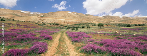 Lavender and spring flowers on road from the Bekaa Valley to the Mount Lebanon Range, Lebanon, Middle East photo