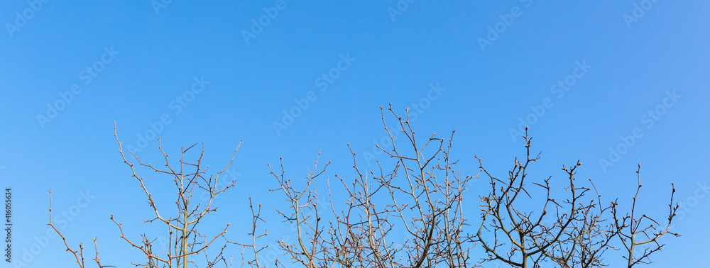 Tree branches without leaves close-up against a bright blue sky on a sunny spring day. Natural minimalist background. Banner with copy space. Spraying or pruning gardening service. Planting seedlings Tree branches without leaves close-up against a bright blue sky on a sunny spring day. Natural minimalist background. Banner with copy space. Spraying or pruning gardening service. Planting seedlings