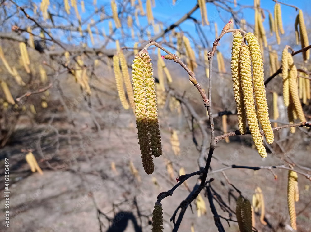 Flowers of hazel shrub. Spring awakening. Spring motif . The male kitten blossoms of the hazelnut shrub shoot from the twigs. Light brown catkins of hazel tree against blurry bright background. Flowers of hazel shrub. Spring awakening. Spring motif . The male kitten blossoms of the hazelnut shrub shoot from the twigs. Light brown catkins of hazel tree against blurry bright background.
