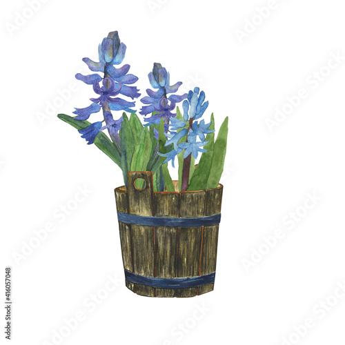 Blue hyacinth in wooden bucket isolated on white background. Watercolor hand drawing illustration. Spring design for print.