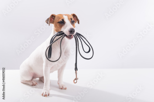 The dog holds a leash in his mouth on a white background. Jack russell terrier calls the owner for a walk. © Михаил Решетников