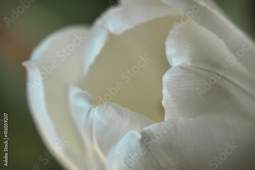 Close-up of a white Dutch tulip with selective focus. Spring flower with blurred background. 