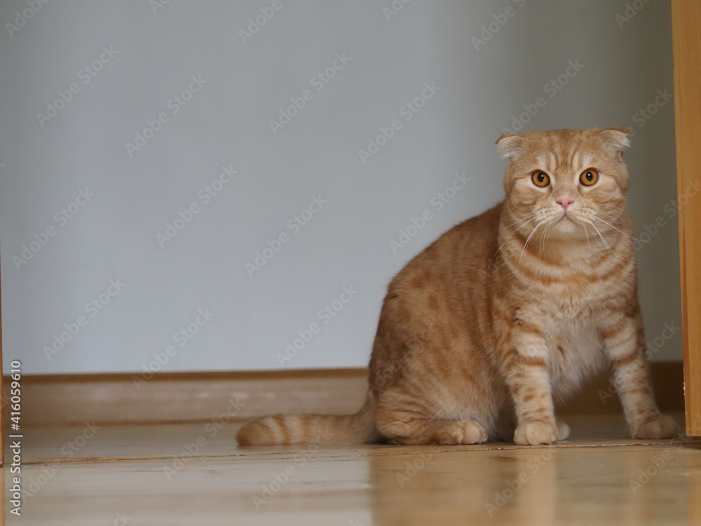 Naklejka premium scottish fold yellow cat at home
