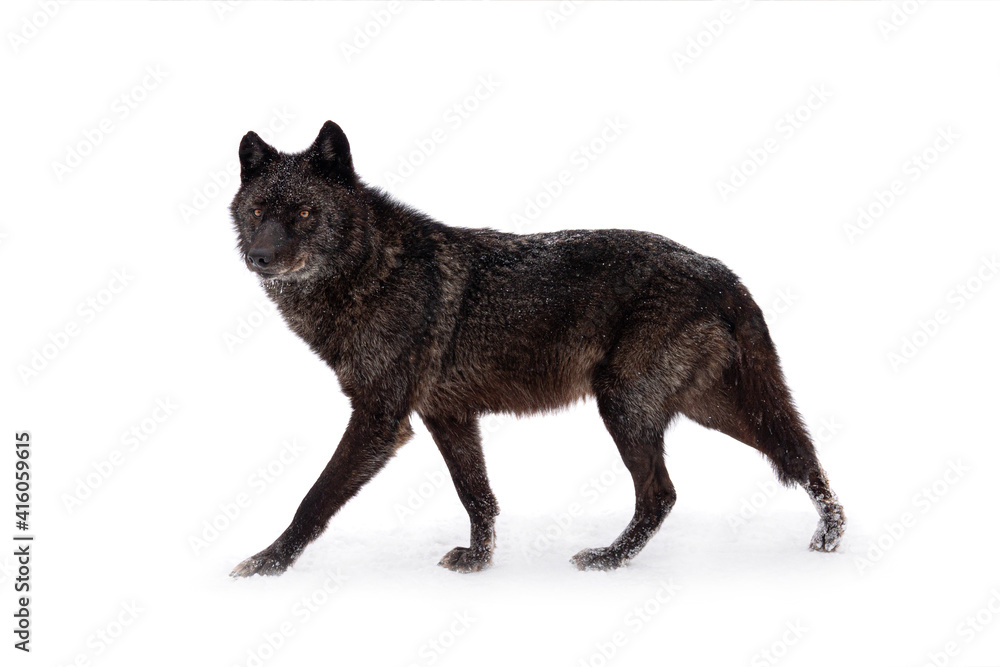 Fototapeta premium walking canadian wolf during snowfall in winter on white background