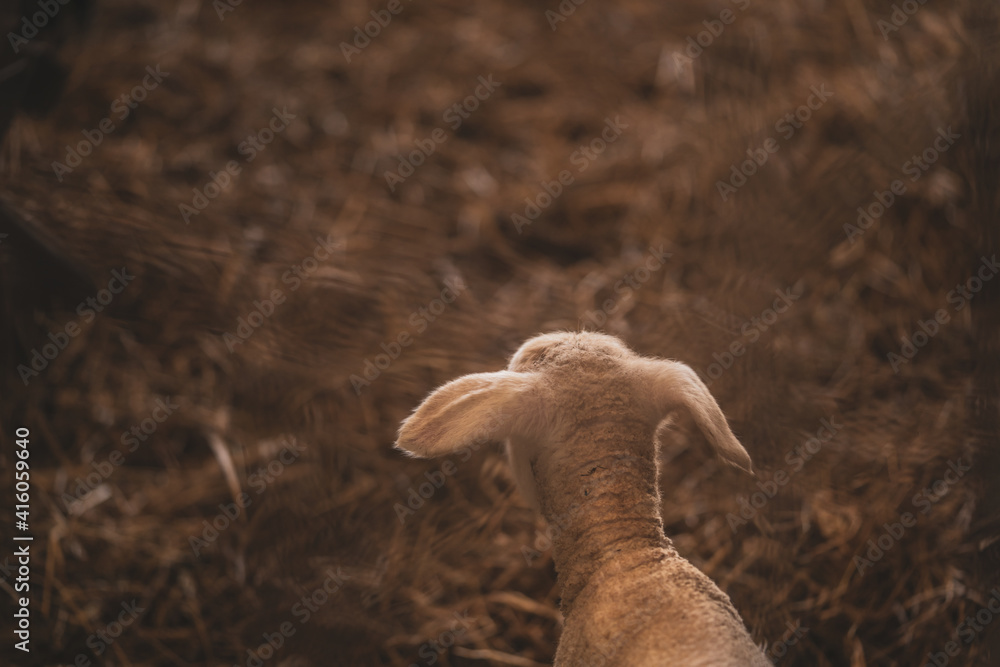Obraz premium a little white, very freshly born lamb is standing in the barn very curious about everything. still a bit shaky on his feet. perfect Photography for Illustration with lots of copy space