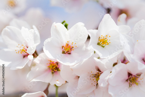Fototapeta Naklejka Na Ścianę i Meble -  桜。クローズアップ。日本。和。美しい。