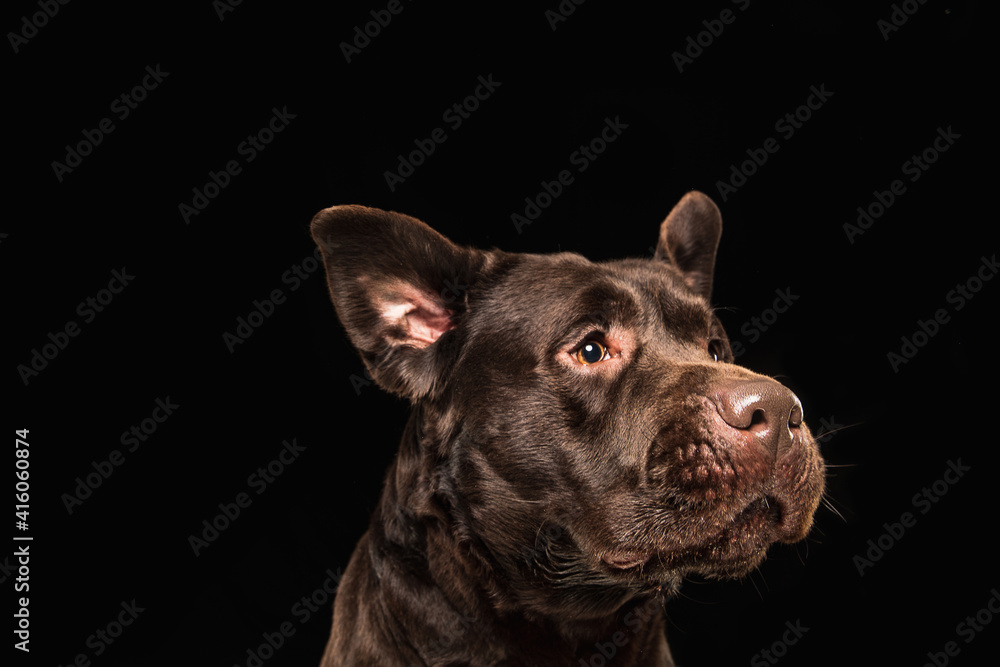 Funny. The brown, chocolate labrador retriever playing on black studio background. Young doggy, pet looks playful, cheerful, sincere kindly. Concept of motion, action, pet's love, dynamic.