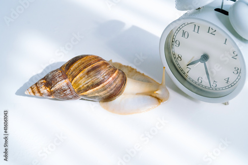 White achatina snail with dark shell crawling near white alarm clock on white background with shadow. Clock and giant african snail Achatina fulica on table. Deadline and slow current timeconcept  photo