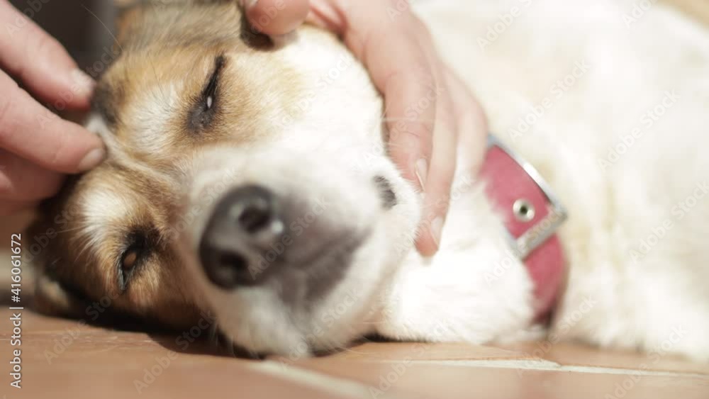 Caucasian man gently caresses his brown and white dog during a sunny day. Closeup shot, red dog caressing Caucasian man gently caresses his brown and white dog during a sunny day. Closeup shot, red dog caressing