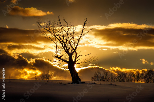 Solo Tree during the Sunset in Chenango, County New York. photo