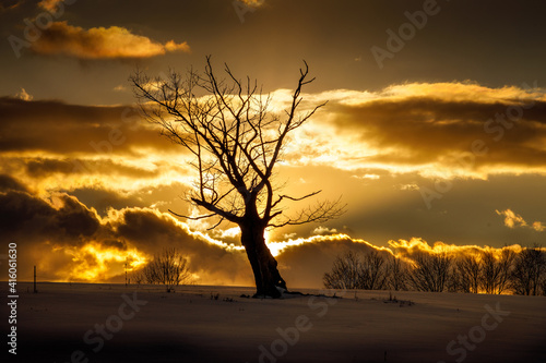 Solo Tree during the Sunset in Chenango, County New York.