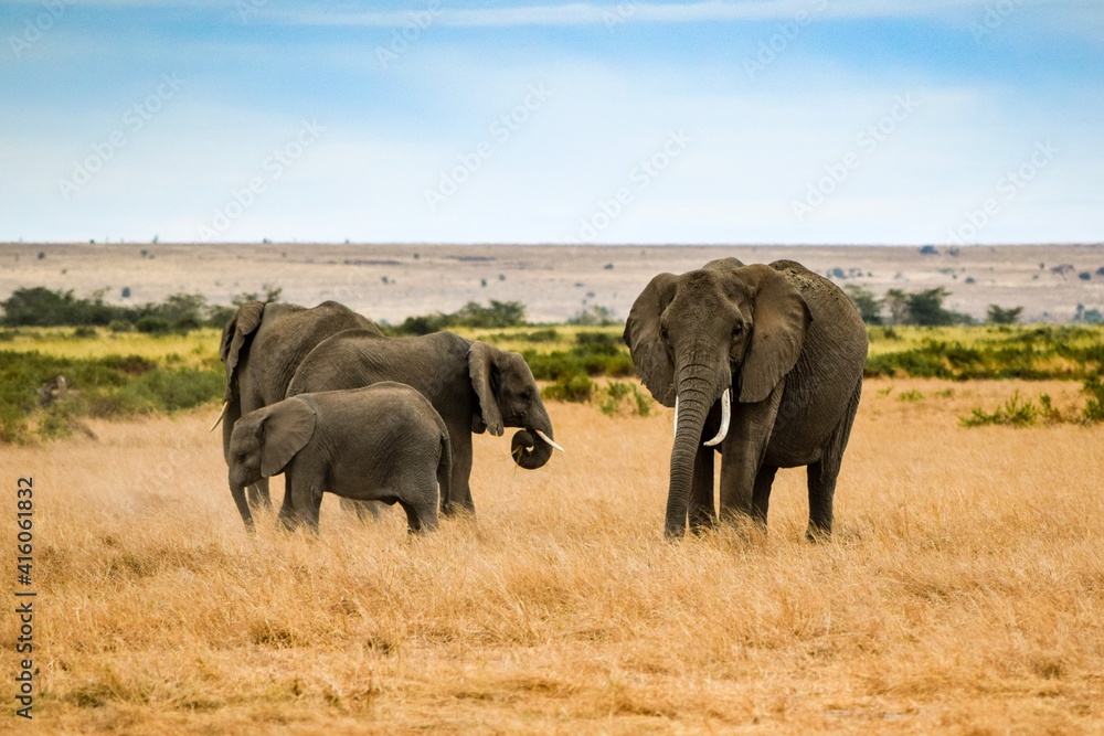 migration of elephants in amboseli park migration of elephants in amboseli park