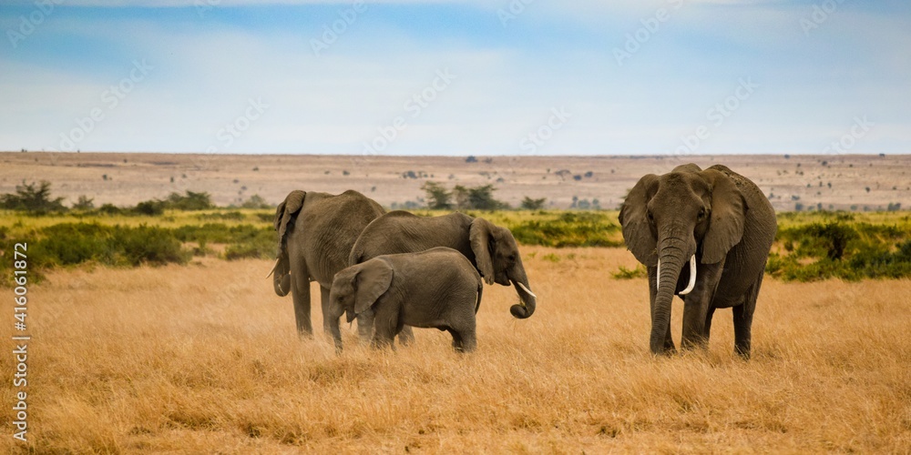 migration of elephants in amboseli park