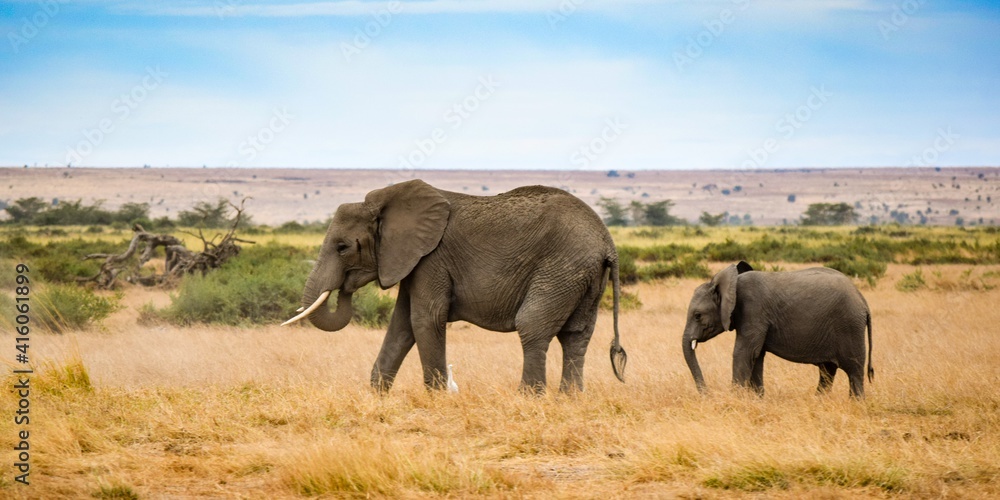 Fototapeta premium migration of elephants in amboseli park