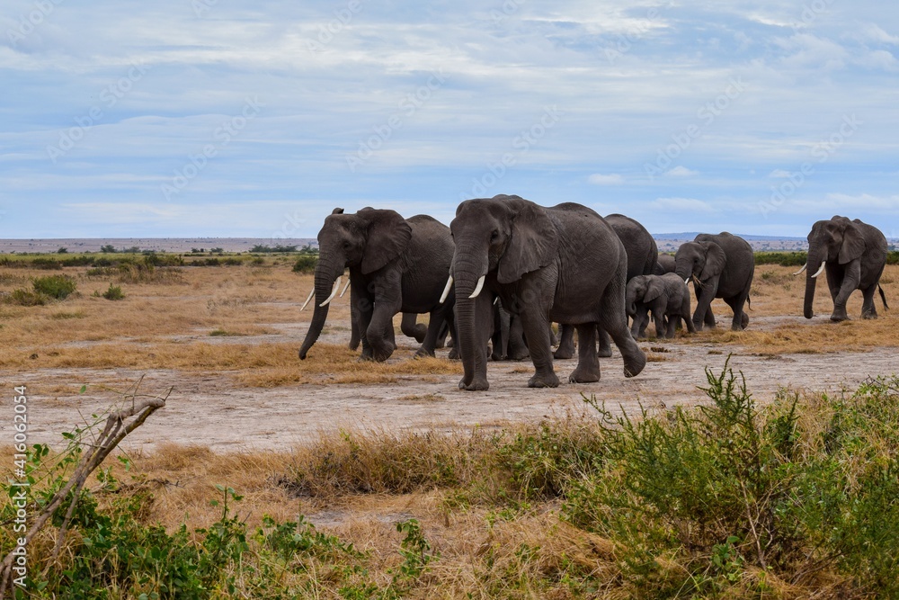 Fototapeta premium migration of elephants in amboseli park