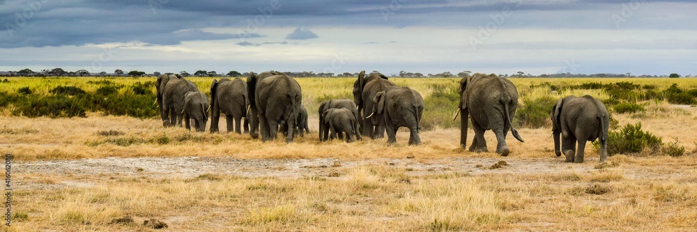 migration of elephants in amboseli park migration of elephants in amboseli park