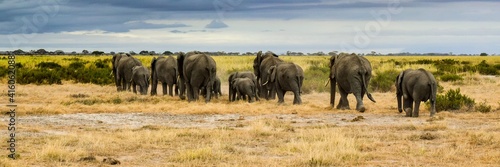 migration of elephants in amboseli park © NAEPHOTO