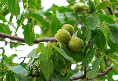 Young walnuts on the tree at sunset. Tree of walnuts. Green leaves background