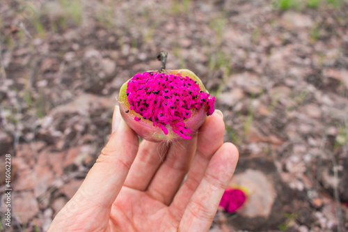 Close up of the pink, edible fruit of the Xique xique cactus (Pilosocereus gounellei) in Oeiras, Piaui - Northeast Brazil photo