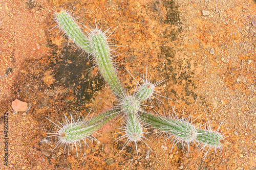 Xique xique cactus (Pilosocereus gounellei), typical from the caatinga biome, viewed from above - Oeiras, Piaui (Northeast Brazil) photo