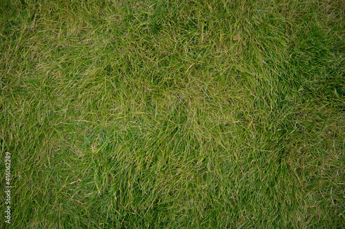 Green grass background texture .top view . The texture of green grass for the background .