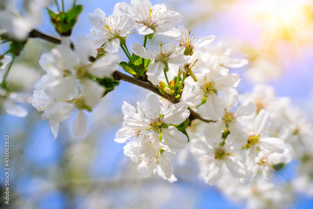 Beautiful cherry blossom sakura full bloom time over blue sky Flowers Japanese flowering cherry on Sakura tree on spring sunny day Beautiful nature scene with flowering tree and sun sky. Soft focus Beautiful cherry blossom sakura full bloom time over blue sky Flowers Japanese flowering cherry on Sakura tree on spring sunny day Beautiful nature scene with flowering tree and sun sky. Soft focus