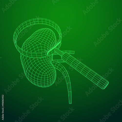 Kidneys human anatomy internal organ with magnifying glass. Medicine science technology concept. Wireframe low poly mesh vector illustration