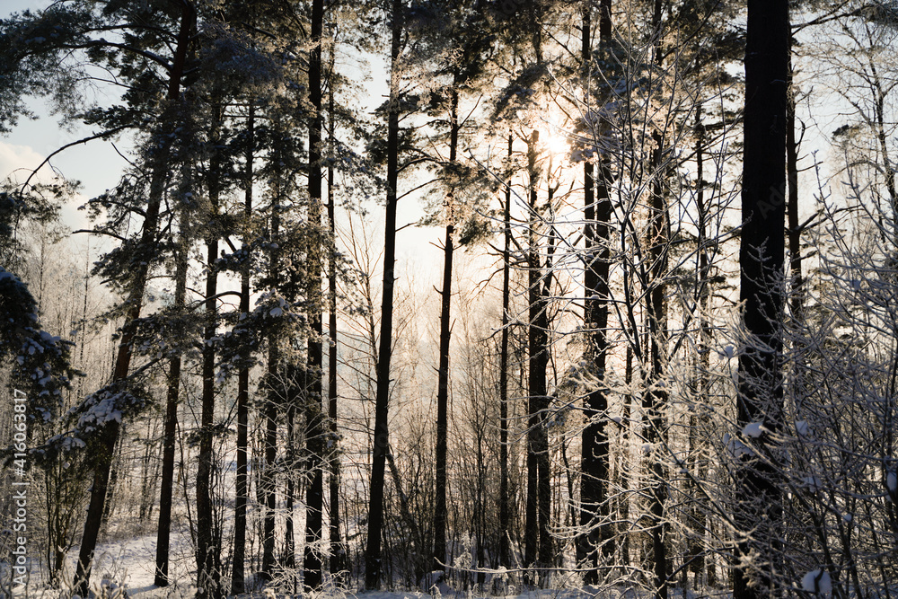 sunset in the pine snowy woods sunset in the pine snowy woods