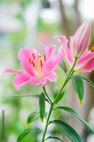 Pink Lily flowers blooming in garden