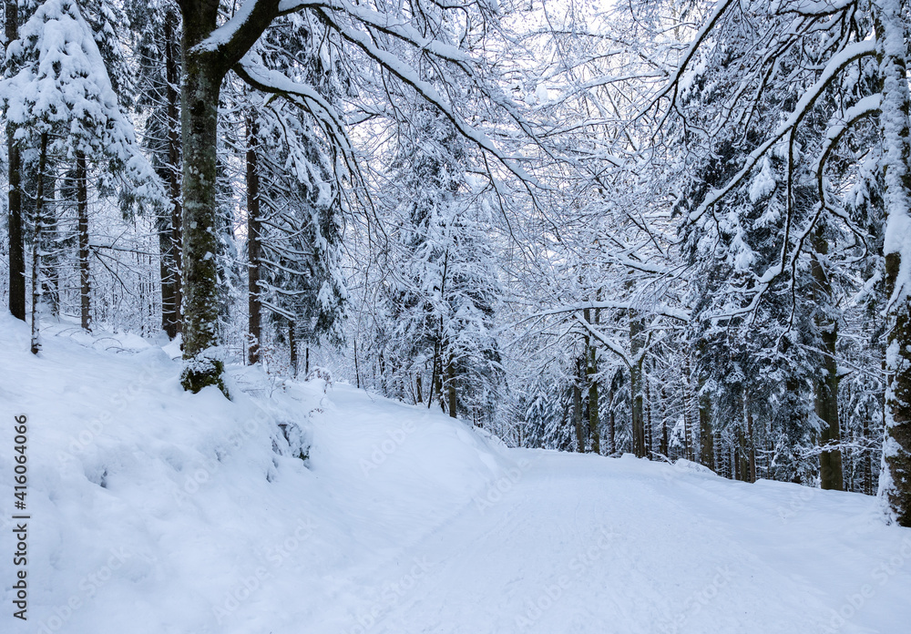snow covered trees in the forest snow covered trees in the forest