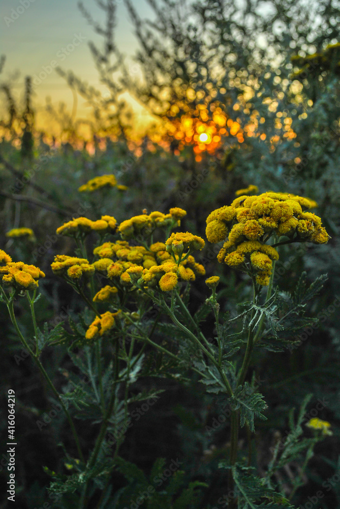 Fototapeta premium Beautiful wildflowers on a green meadow. Warm summer evening. Beautiful rural landscape with sunrise and open meadow flowers bloom in the spring fields. Wild flowers blooming in the sunset 