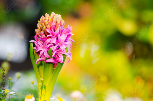 Hyacinth flowers blooming in garden