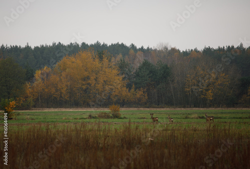 autumn in the forest