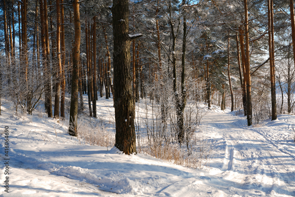snow covered on pine trees forest snow covered on pine trees forest