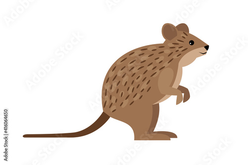 Cute quokka. Cartoon funny exotic animal, endangered fluffy beast of nature, vector illustration of wild rodent isolated on white background