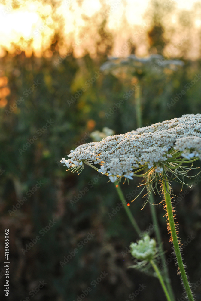 Naklejka premium Beautiful wildflowers on a green meadow. Warm summer evening. Beautiful rural landscape with sunrise and open meadow flowers bloom in the spring fields. Wild flowers blooming in the sunset 