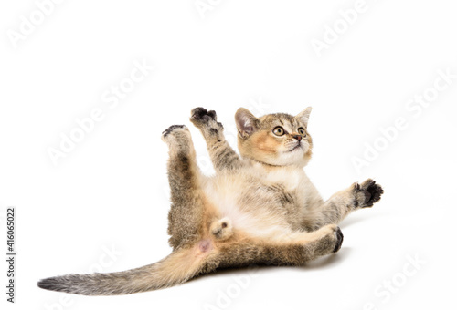little kitten scottish chinchilla lies on a white background, cute animal plays