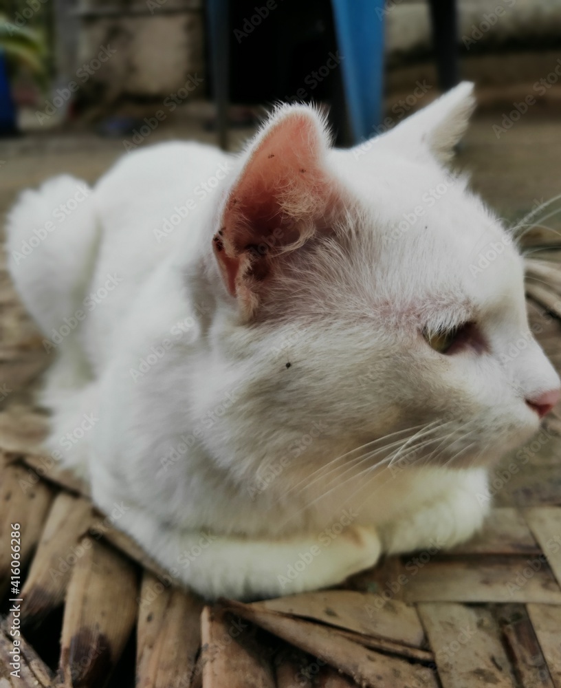 Fototapeta premium White Cat