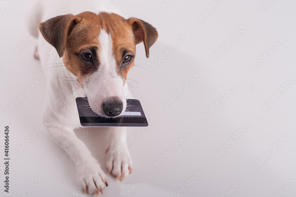 An obedient smart dog holds a bank card in his mouth on a white background. Copy space An obedient smart dog holds a bank card in his mouth on a white background. Copy space