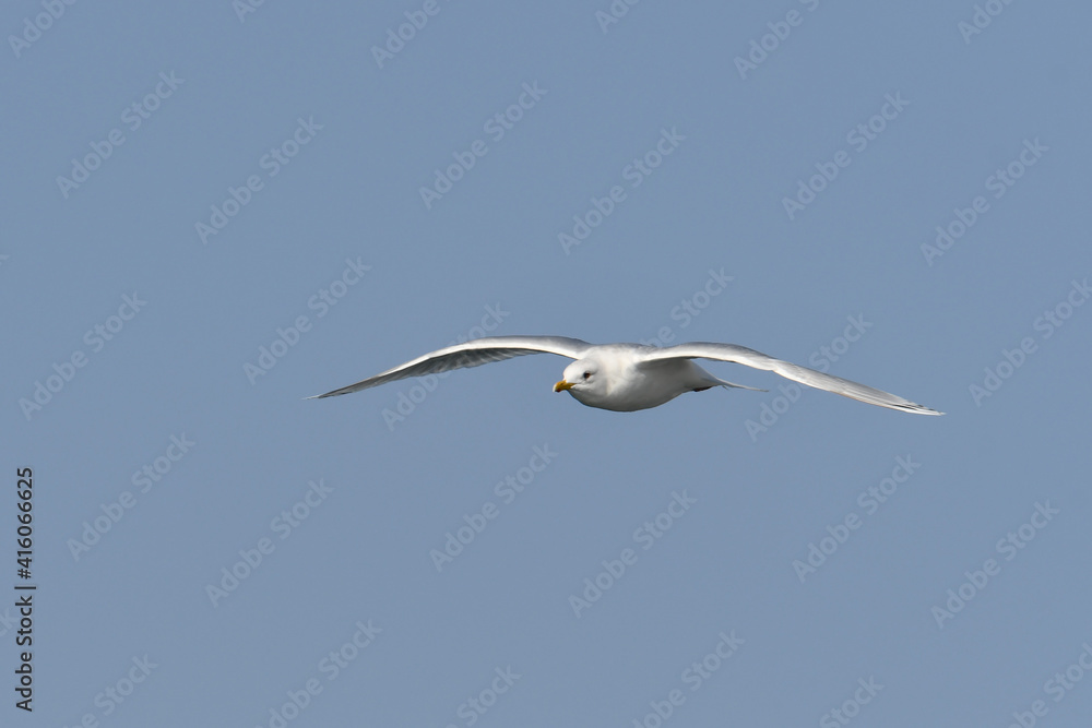 Iceland gull in flight with wings spread Iceland gull in flight with wings spread