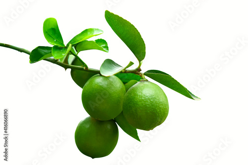 Green lemon on the tree isolated on the white background, an excellent source of vitamin C. blurred green lime on the tree. selective focus the lemon and lime