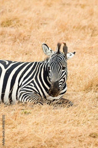 zebras in amboseli national park