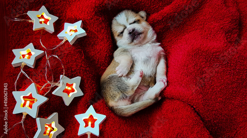 a Chihuahua puppy is lying on a red blanket. a Christmas garland is lit nearby . greeting card for the new year.