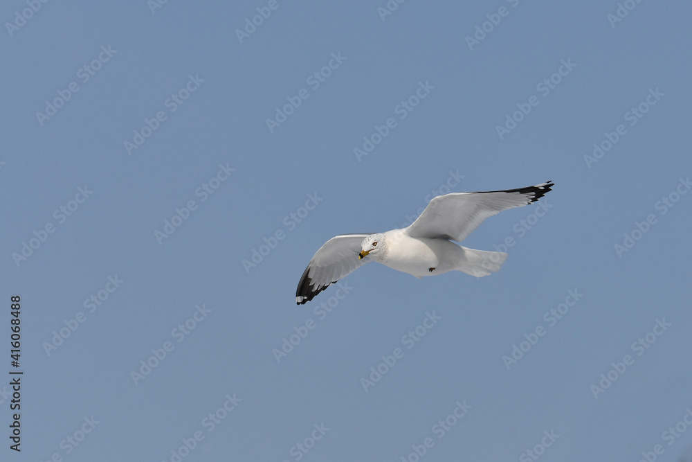 Ring-billed seagull in flight with wings spread Ring-billed seagull in flight with wings spread