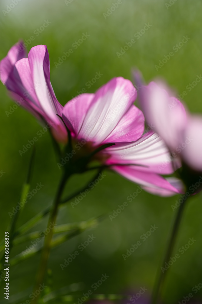 closeup of Galsang flower petal